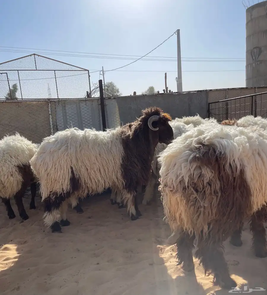للبيع بهم نعيم خرفان جذعان طيب جملة وتفريد 0