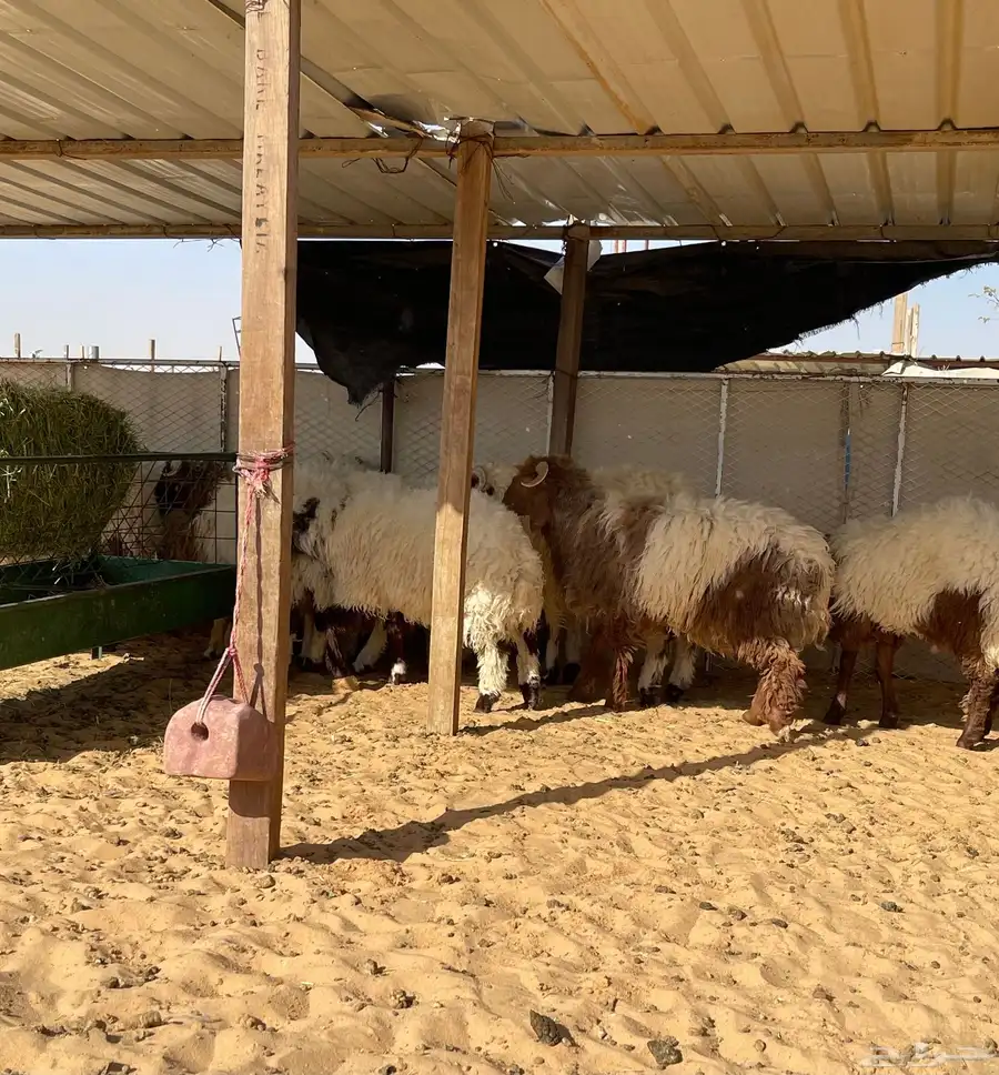 للبيع بهم نعيم خرفان جذعان طيب جملة وتفريد 2