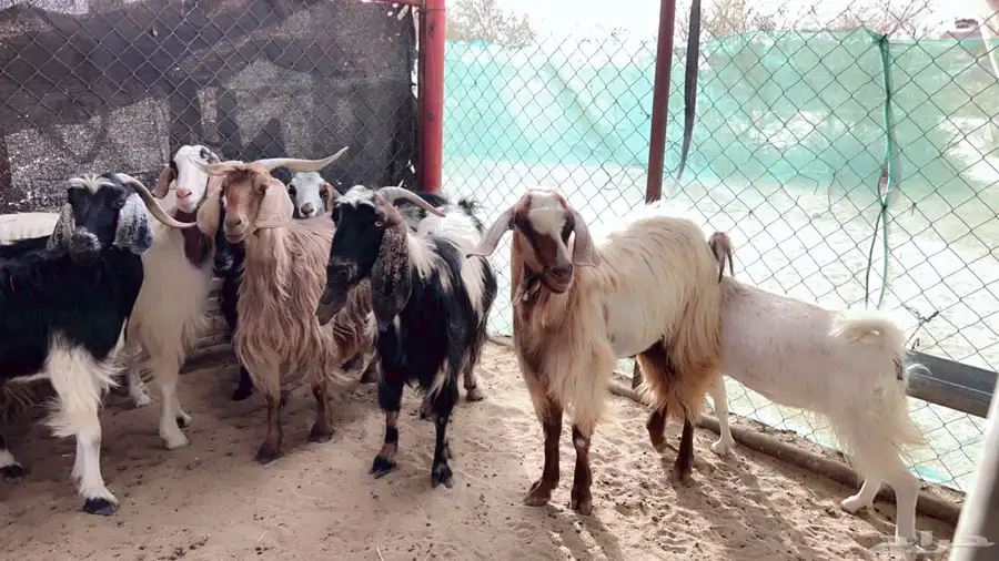 اذكرو الله وصلو علي النبي. نعرض لكم. 47راس. فيها 15عنز بفحل 20