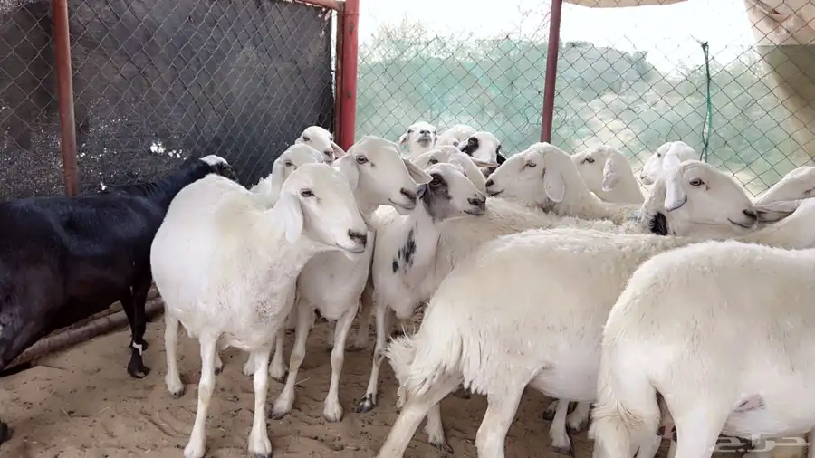 اذكرو الله وصلو علي النبي. نعرض لكم. 47راس. فيها 15عنز بفحل 4
