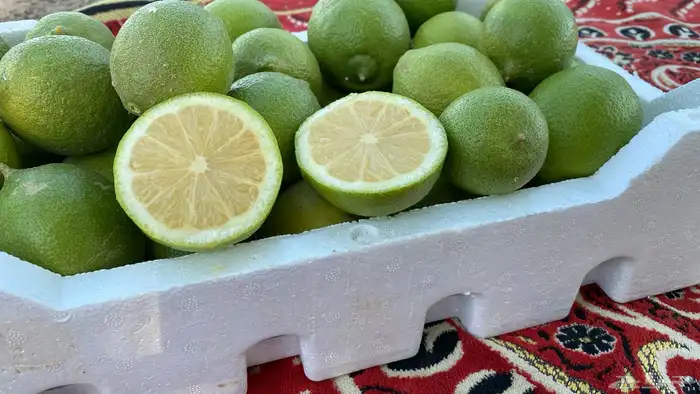 للبيع ثمار ليمون اضاليا فاخر 0