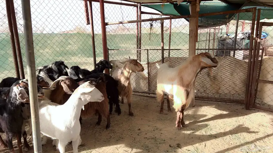 اذكرو الله وصلو علي النبي. نعرض لكم. 47راس. فيها 15عنز بفحل 23