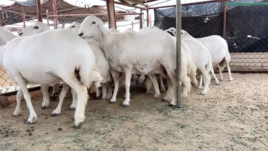 اذكرو الله وصلو علي النبي. نعرض لكم. 47راس. فيها 15عنز بفحل 7