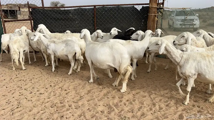 اذكرو الله وصلو علي النبي. نعرض لكم. 47راس. فيها 15عنز بفحل 32