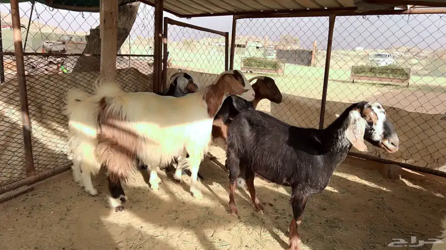 اذكرو الله وصلو علي النبي. نعرض لكم. 47راس. فيها 15عنز بفحل 15