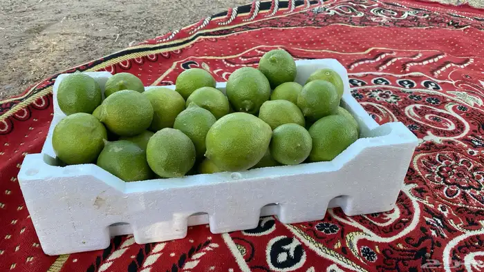 للبيع ثمار ليمون اضاليا فاخر 2