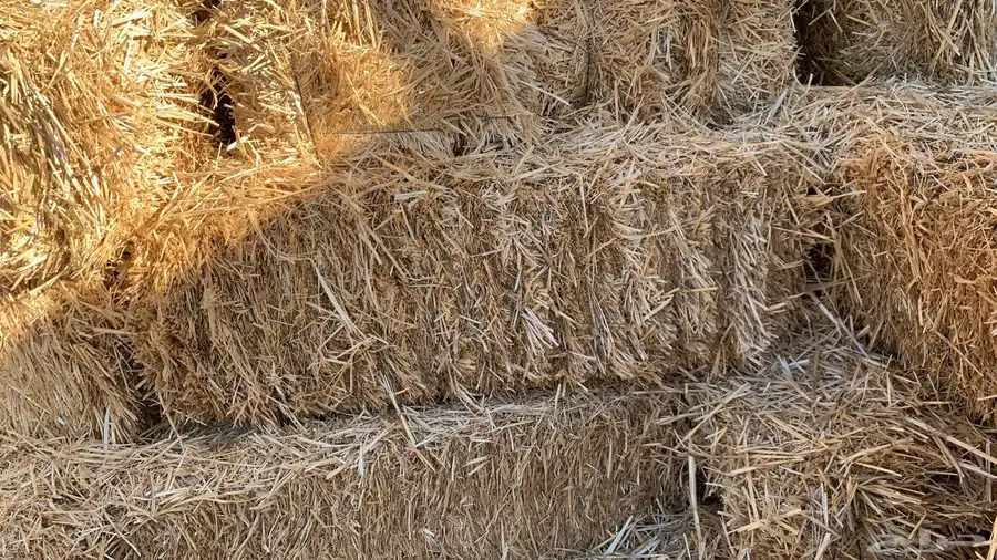 تبن قمح بر 2