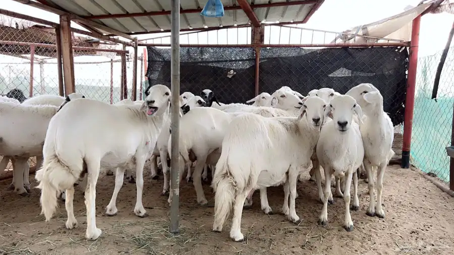 اذكرو الله وصلو علي النبي. نعرض لكم. 47راس. فيها 15عنز بفحل 8