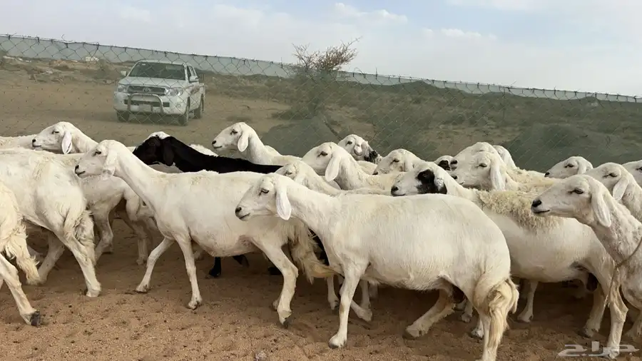 اذكرو الله وصلو علي النبي. نعرض لكم. 47راس. فيها 15عنز بفحل 35