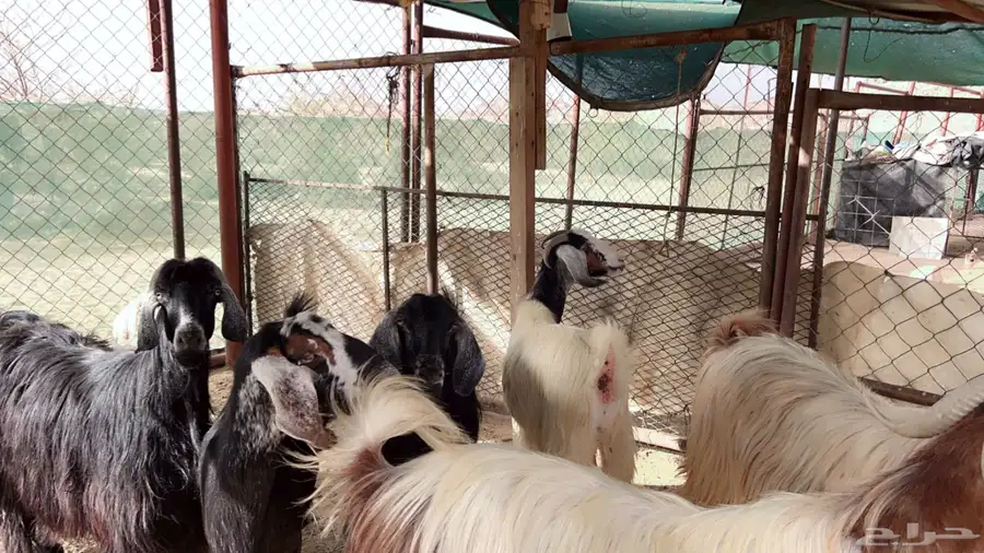 اذكرو الله وصلو علي النبي. نعرض لكم. 47راس. فيها 15عنز بفحل 13