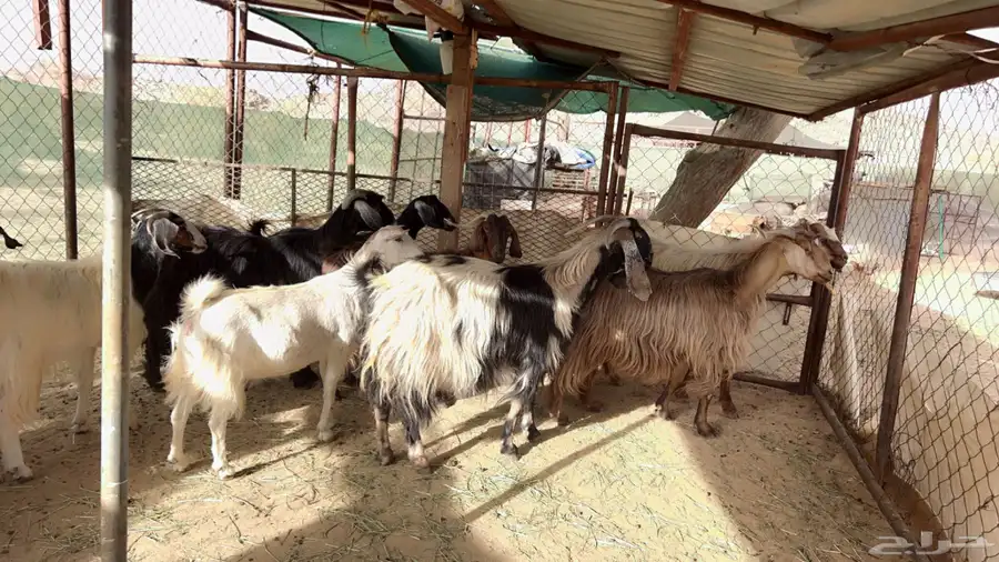 اذكرو الله وصلو علي النبي. نعرض لكم. 47راس. فيها 15عنز بفحل 26