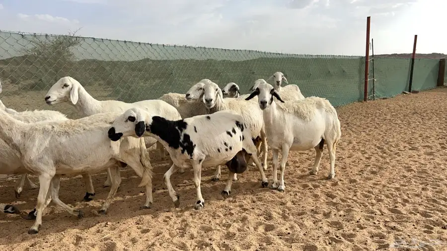 اذكرو الله وصلو علي النبي. نعرض لكم. 47راس. فيها 15عنز بفحل 33