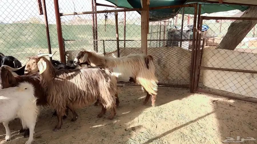 اذكرو الله وصلو علي النبي. نعرض لكم. 47راس. فيها 15عنز بفحل 25