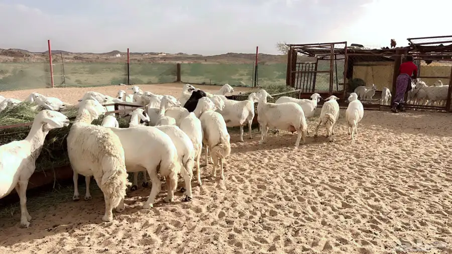 اذكرو الله وصلو علي النبي. نعرض لكم. 47راس. فيها 15عنز بفحل 30