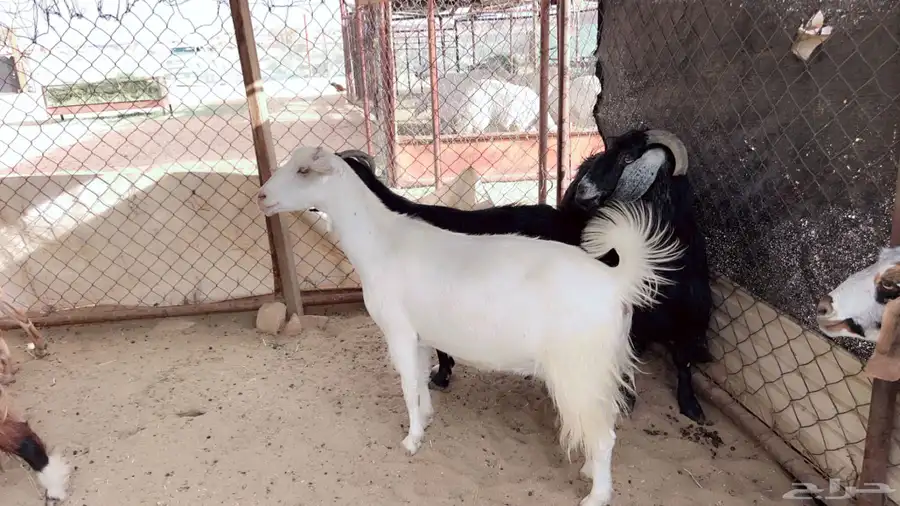 اذكرو الله وصلو علي النبي. نعرض لكم. 47راس. فيها 15عنز بفحل 16