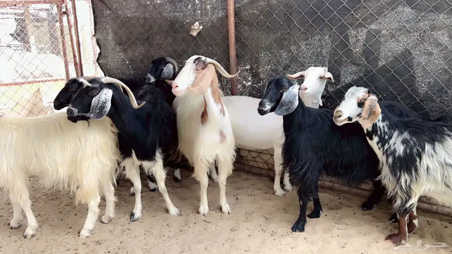 اذكرو الله وصلو علي النبي. نعرض لكم. 47راس. فيها 15عنز بفحل 18