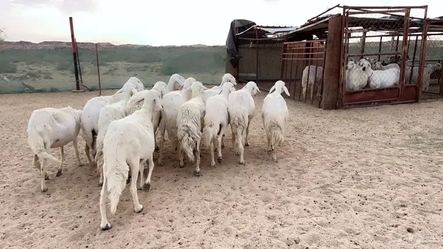 اذكرو الله وصلو علي النبي. نعرض لكم. 47راس. فيها 15عنز بفحل 9