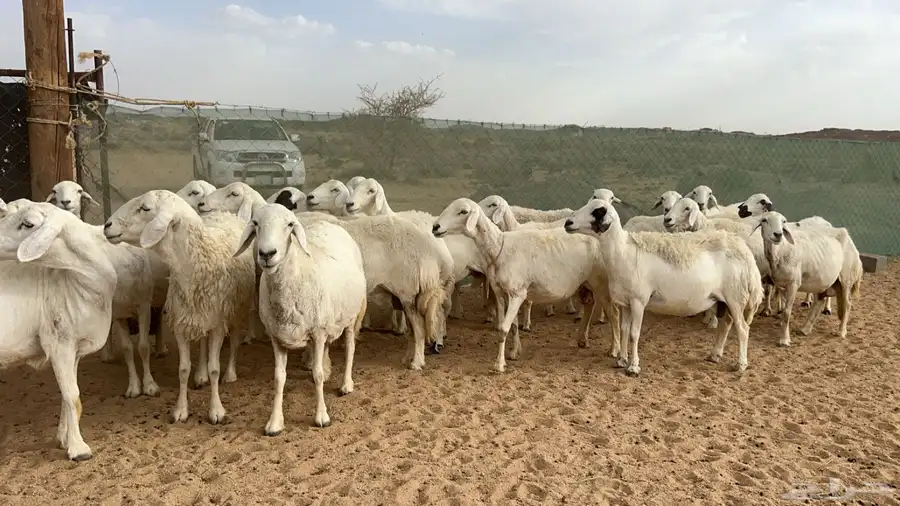 اذكرو الله وصلو علي النبي. نعرض لكم. 47راس. فيها 15عنز بفحل 34