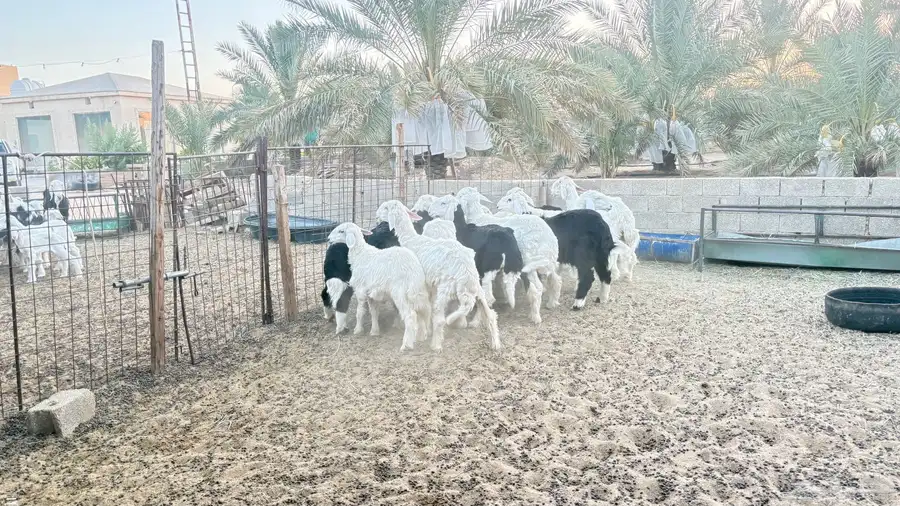 غنم نجدي للبيع 1