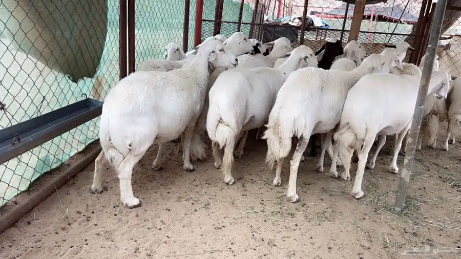 اذكرو الله وصلو علي النبي. نعرض لكم. 47راس. فيها 15عنز بفحل 0