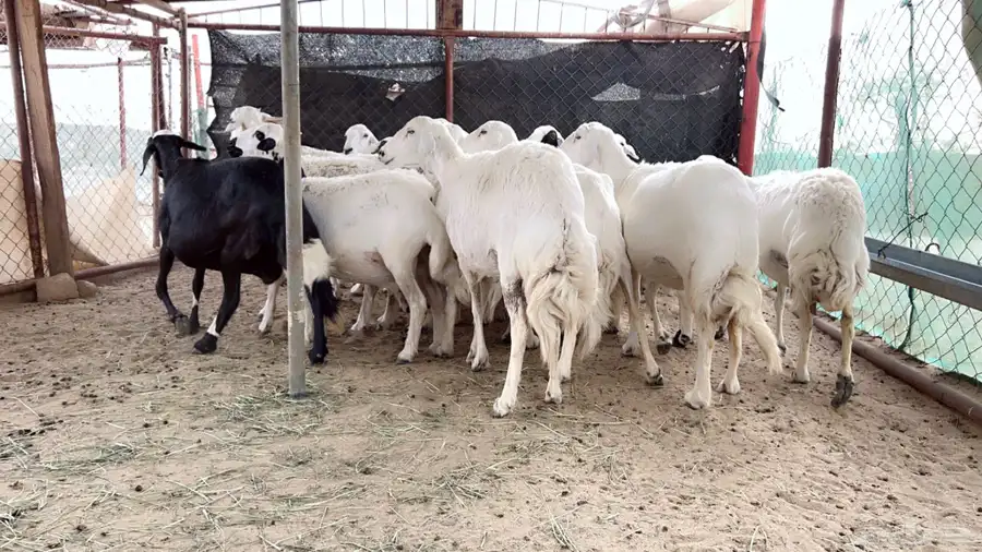 اذكرو الله وصلو علي النبي. نعرض لكم. 47راس. فيها 15عنز بفحل 5