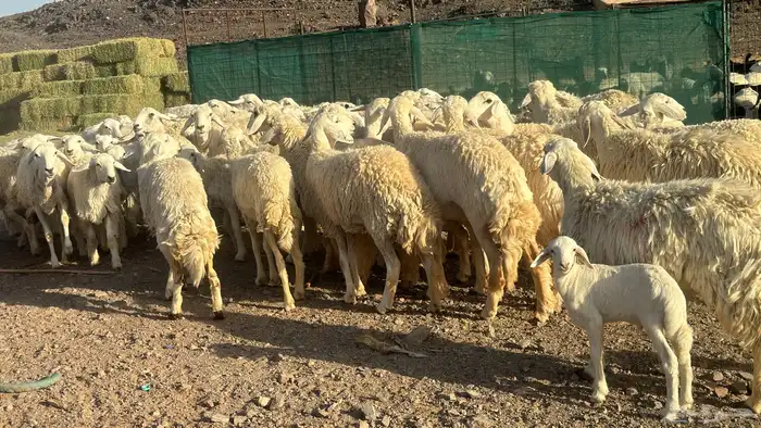 رخال صنف بفحول 2ولد 15 8