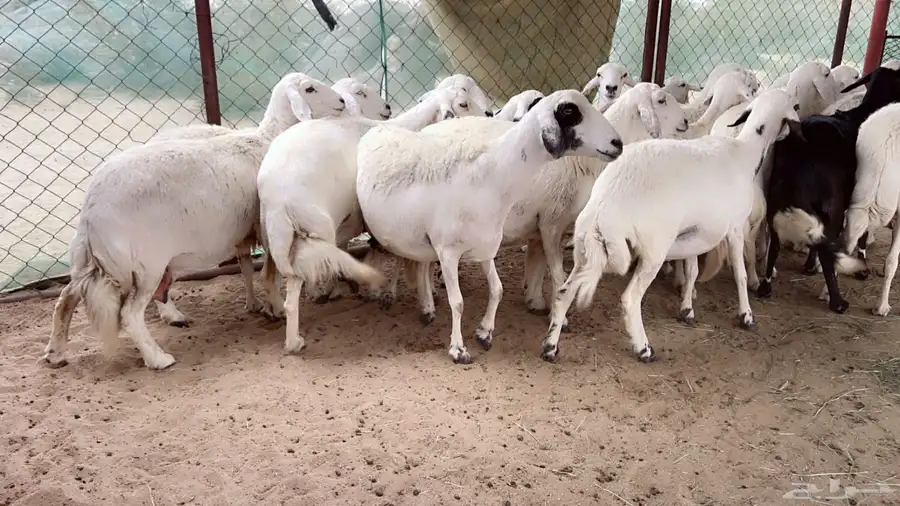 اذكرو الله وصلو علي النبي. نعرض لكم. 47راس. فيها 15عنز بفحل 3