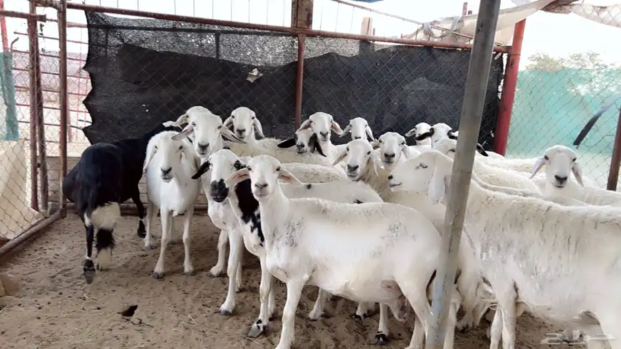اذكرو الله وصلو علي النبي. نعرض لكم. 47راس. فيها 15عنز بفحل 2