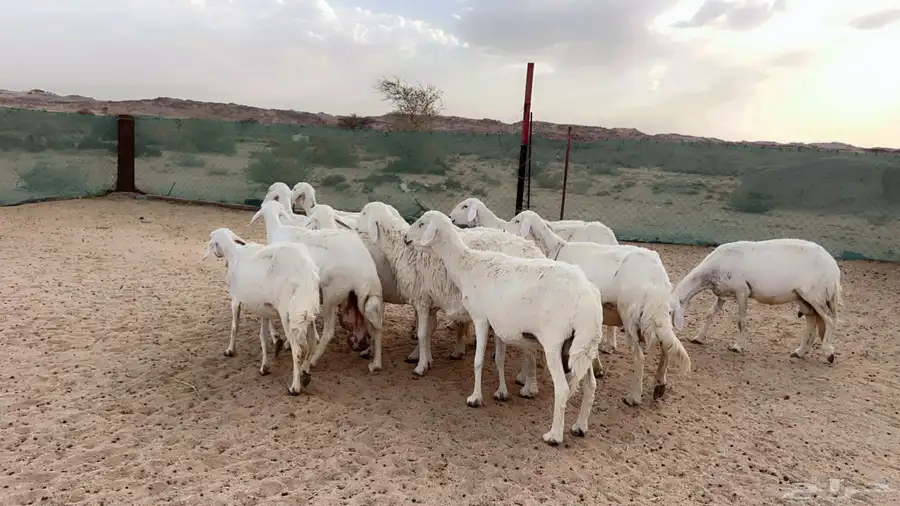 اذكرو الله وصلو علي النبي. نعرض لكم. 47راس. فيها 15عنز بفحل 10