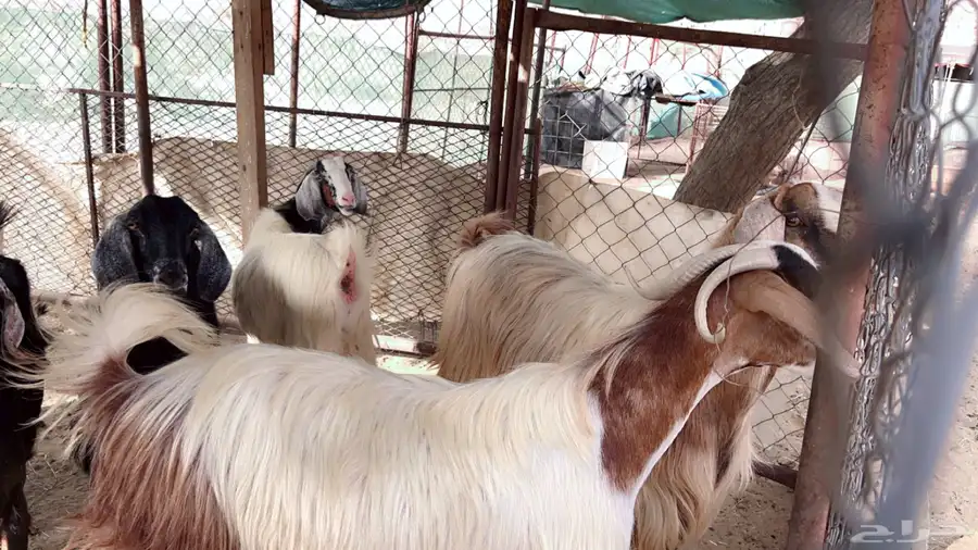 اذكرو الله وصلو علي النبي. نعرض لكم. 47راس. فيها 15عنز بفحل 12