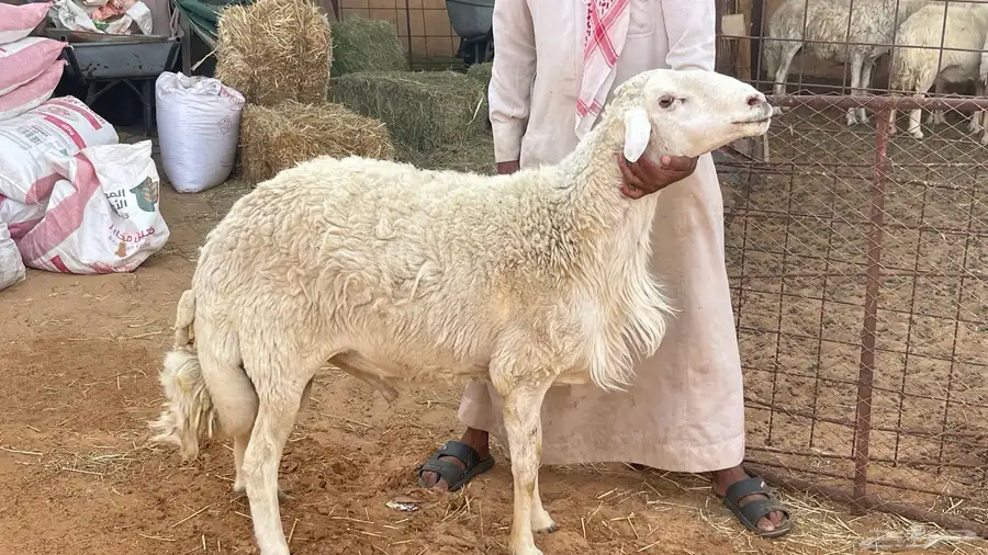 فحل عارضي وفحل حري سلم ويلقحن 5