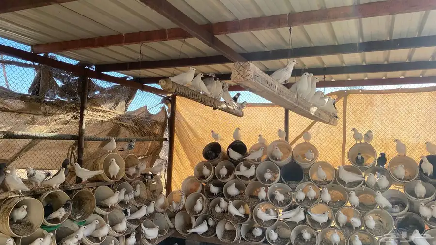 حمام لا البيع 4