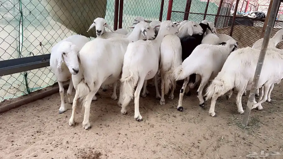 اذكرو الله وصلو علي النبي. نعرض لكم. 47راس. فيها 15عنز بفحل 1