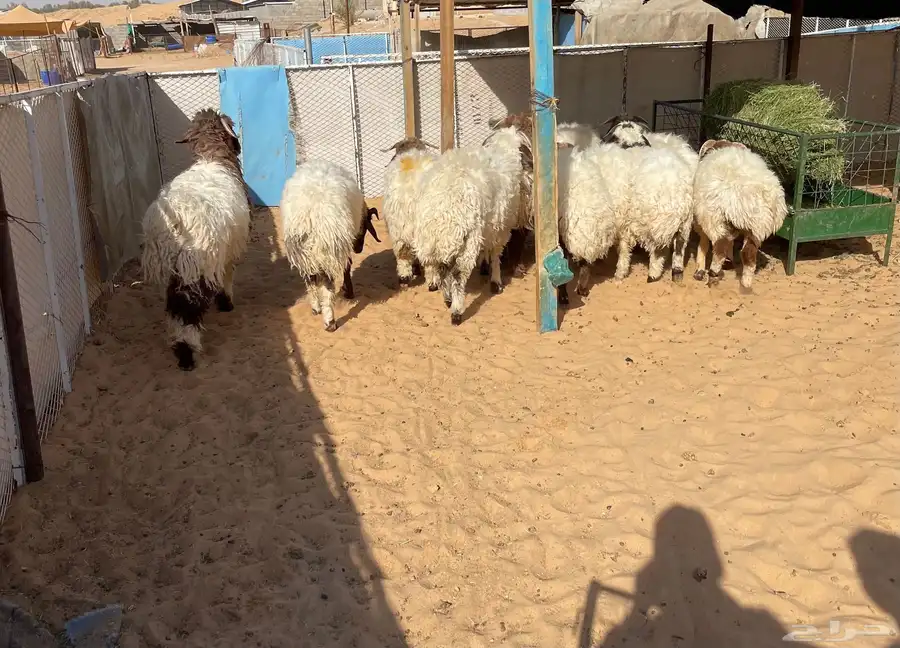 للبيع بهم نعيم خرفان جذعان طيب جملة وتفريد 13