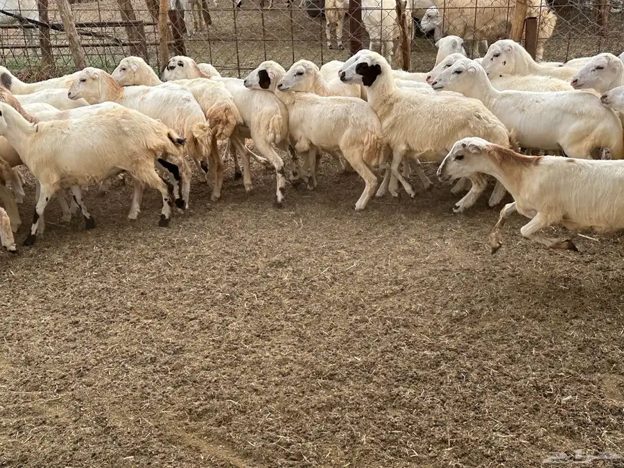 رخال رفيديات 2