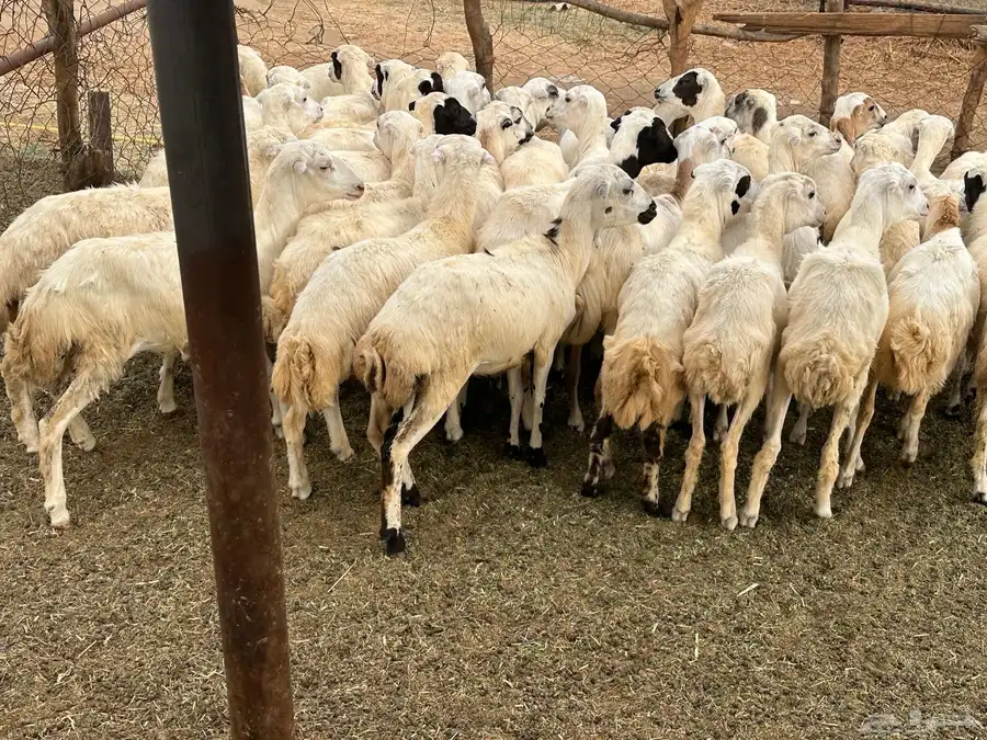 رخال رفيديات 5