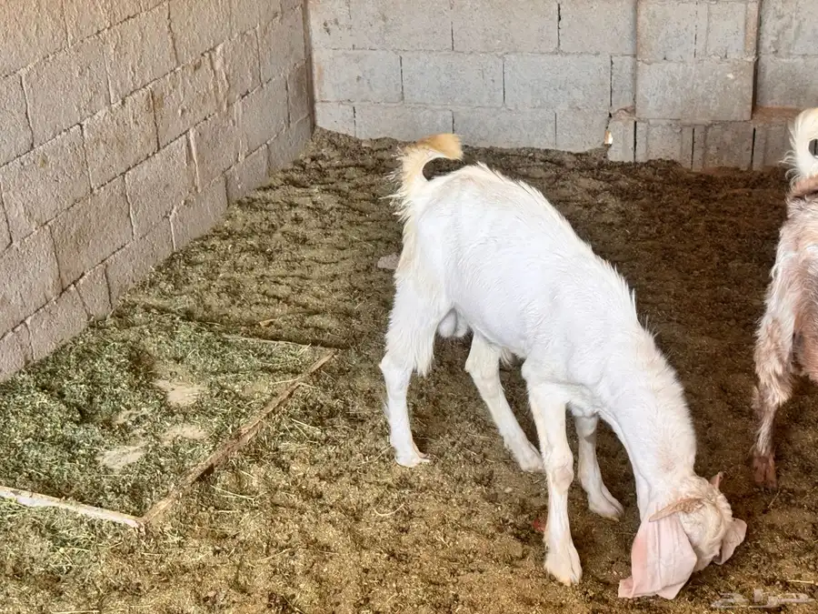 تيس 8