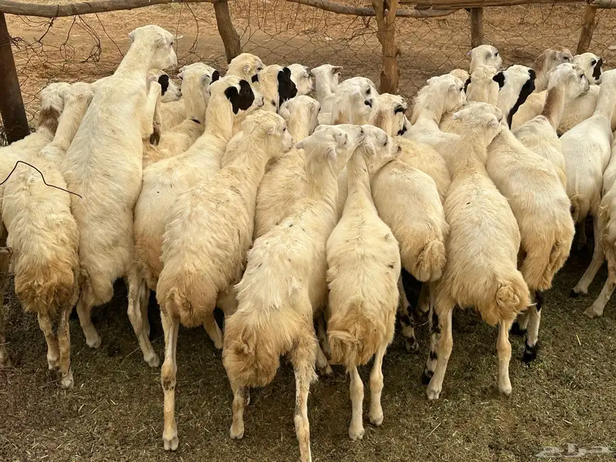 رخال رفيديات 4