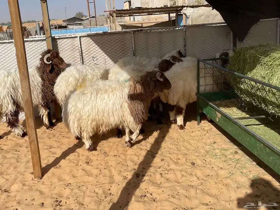 للبيع بهم نعيم خرفان جذعان طيب جملة وتفريد 12