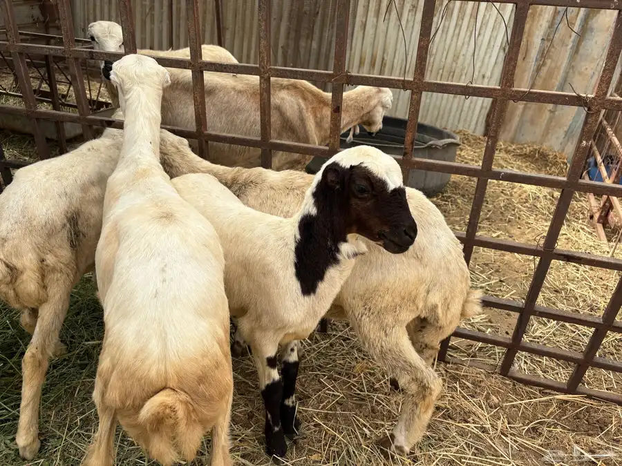 اربع رخيل مزايين 2 كبار 2 صغار 5