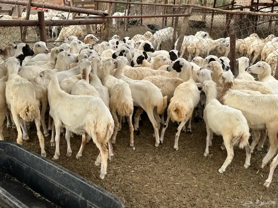 رخال رفيديات 11