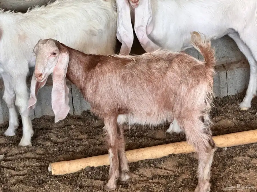 تيس 4