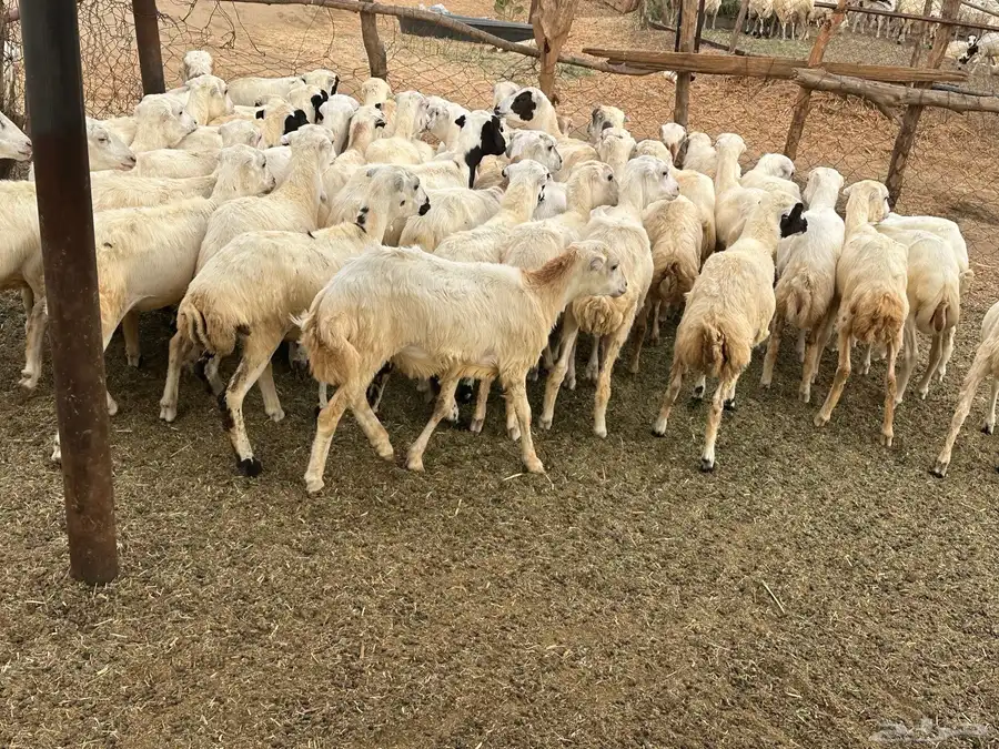 رخال رفيديات 6