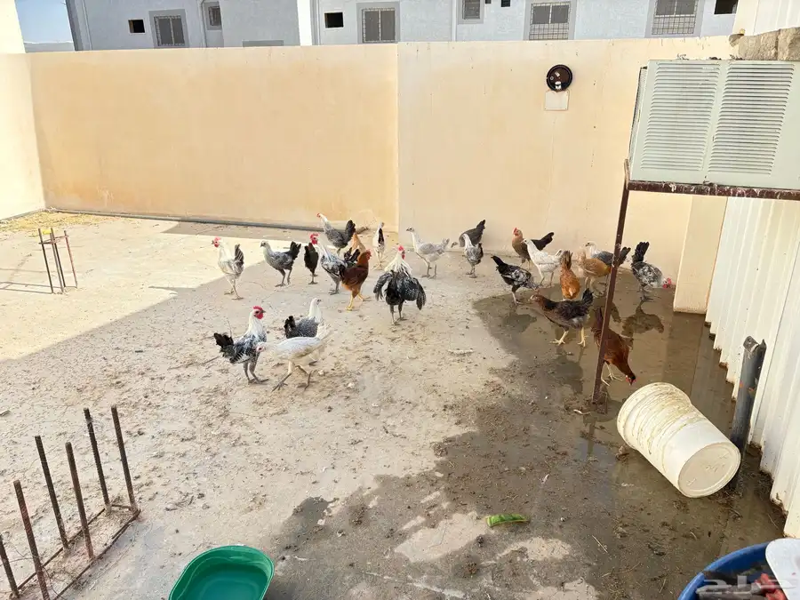 يوجد عندي 24 فروج ديك ودجاج ويوجد خمس زواج حمام 1