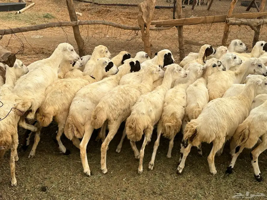 رخال رفيديات 3