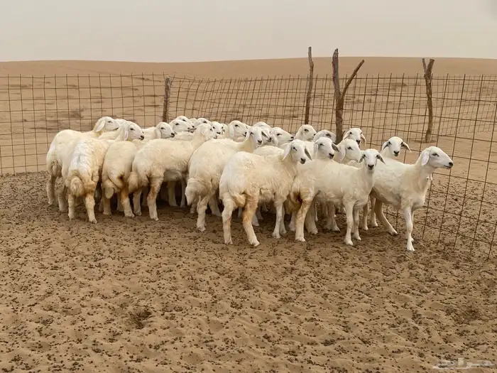رخال (مراح واحد ) 4