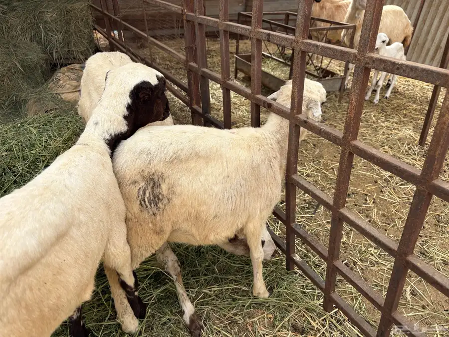اربع رخيل مزايين 2 كبار 2 صغار 1