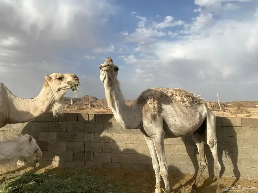 ناقه وحوار 1
