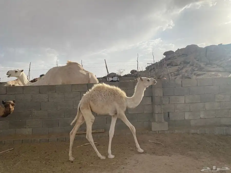 ناقه وحوار 0