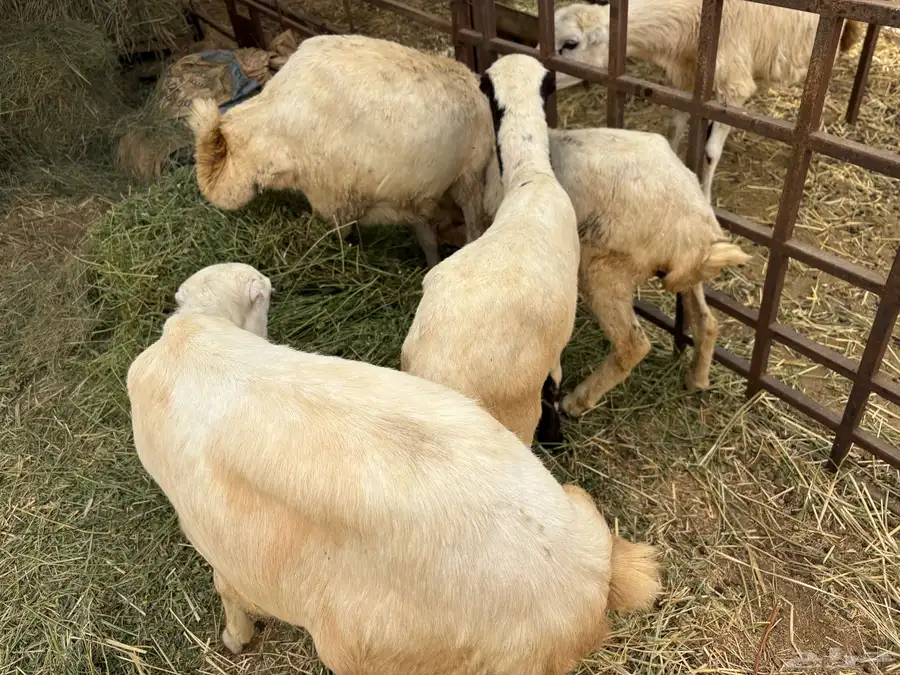 اربع رخيل مزايين 2 كبار 2 صغار 0